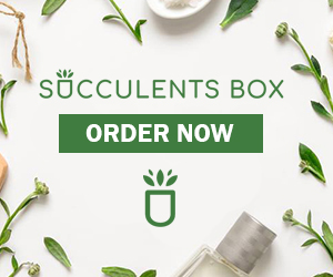 succulents box